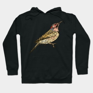 Northern Flicker Hoodie